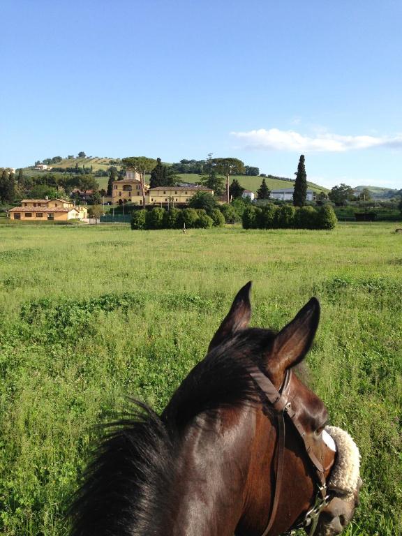 Agriturismo Villa Irelli Castellalto Dış mekan fotoğraf