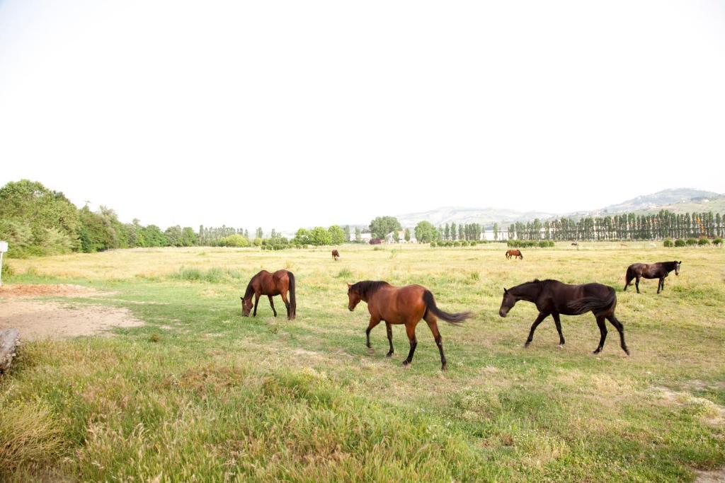 Agriturismo Villa Irelli Castellalto Dış mekan fotoğraf