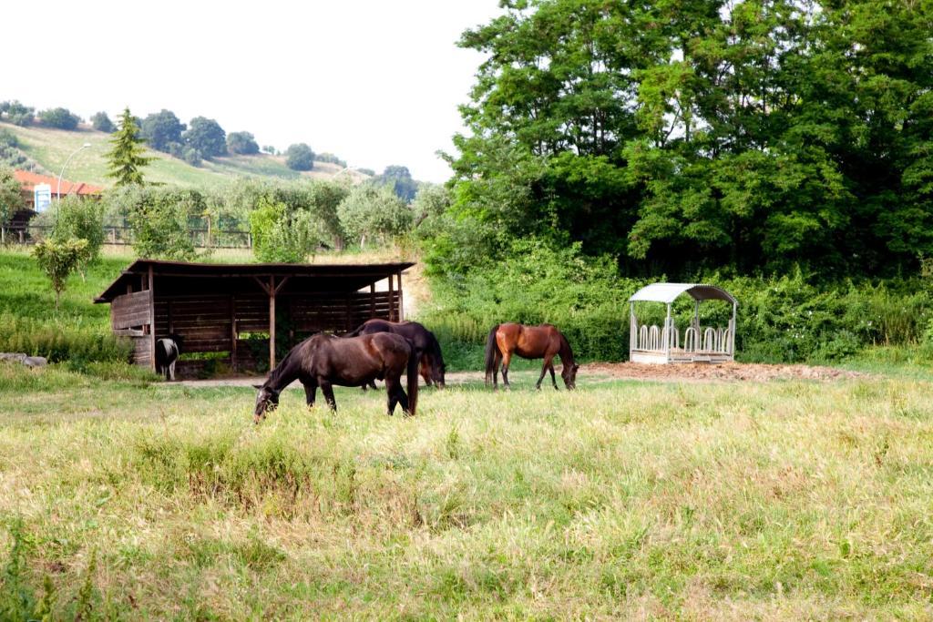 Agriturismo Villa Irelli Castellalto Dış mekan fotoğraf